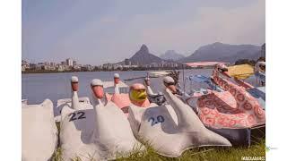 Swans at the Rodrigo de Freitas Lagoon