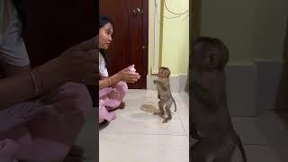 Yuri Stand For Milk #babyanimal #cute #babymonkey