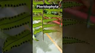 Pteridophyta Plant | Spore Formation | Cryptogams | Shahbaz Sayyed |