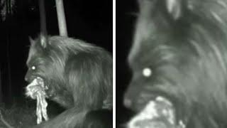 Paranormal Creatures caught on security cameras