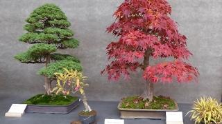 Acer Palmatum - 'Sharp's Pygmy' (Bonsai)