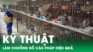 Kỹ thuật làm chuồng nuôi chim bồ câu Pháp cho hiệu quả tối đa | Báo điện tử Dân Việt