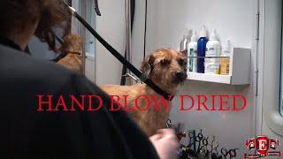 Miami's Exclusive Mobile Pet Grooming blow drying Minnie.