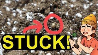 Growing Autoflowers | Ep. 2 (Removing a Stuck Seed Capsule)