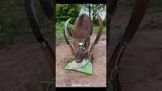 Best Animal Traps