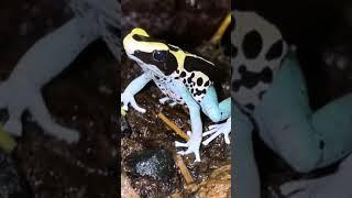 What makes a Poison Dart Frog Poisonous? ️  ￼