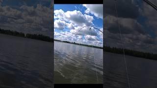 Мормышинг. КАК ПОЙМАТЬ КАРАСЯ НА СПИННИНГ? ПРОВОДКА!  #рыбалка #каррась #fishing #карповая #carp