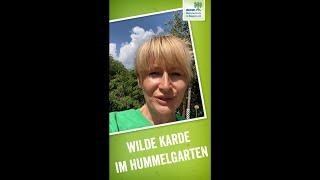 Wilde Karde | Tipps für den Hummelgarten | BUND Naturschutz