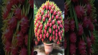 #dragonfruit #gardening #flowers #plants #garden #satisfying #fruiting #fruit