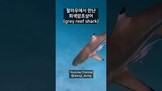 상어를 마주치면 가만히 계세요 | Palau Scubadiving