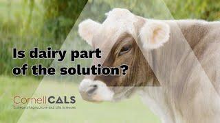 Faculty Research Spotlight: Is dairy part of the solution?