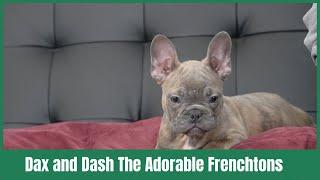 Dax and Dash The Adorable Frenchtons, 2 of our available frenchtons