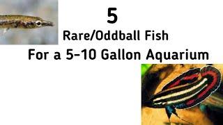 5 Rare/Oddball Fish for a 5-10 Gallon Freshwater Aquarium