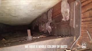 Wildlife Control Technician Finds Bat Colony in Southwest Florida Home