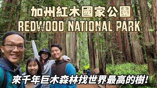 加州紅木國家公園 來千年巨木森林找世界最高的樹! 侏儸紀公園竟然是在這裡拍的?! 南奧勒岡海岸線一起看五月的晚霞