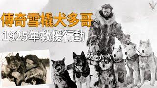 傳奇雪橇犬「多哥TOGO」，真實故事：1925年幾乎不可能完成的救援行動，150隻哈士奇犬拯救了一萬人類的性命。