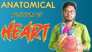 Parts Of Heart And Its functions Bangla