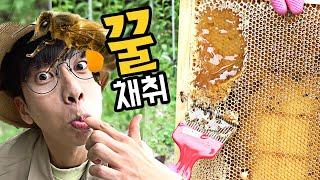 달달한 '벌꿀'을 채취해보겠습니다~ 극한직업...