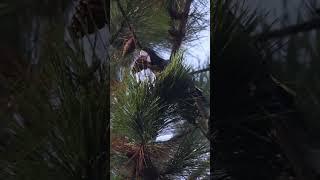 Yellow-tailed Black Cockatoo