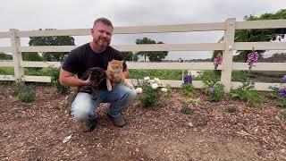 How to Gopher Proof Your Garden Multiple Methods