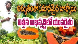 నాటు బొప్పాయి విత్తనాలు రైతులకి ఇస్తా | Papaya Seeds | Kumar Reddy