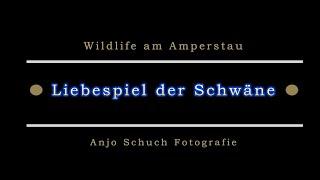 Wildlive am Amperstau & Liebesspiel der Schwäne