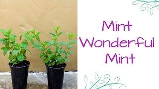 Mint Wonderful Mint: How To Care For & Plant This Fragrant Herb