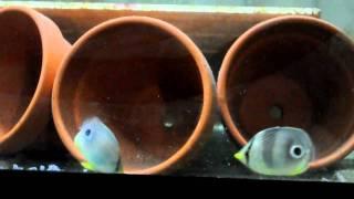 Four Eyed Butterflies, Chaetodon capistratus, eating Nutramar Ova