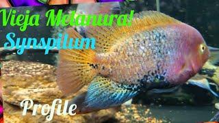 Vieja Melanura *Synspilum* Cichlid