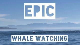 Epic Whale Watching Boat Tour | Pudget Sound Express | Port Edmonds, Washington