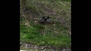 Ducks Fighting Over Hot Female Duck