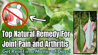 This Common Southern Tree is a Highly Effective Remedy for Joint and Arthritis Pain