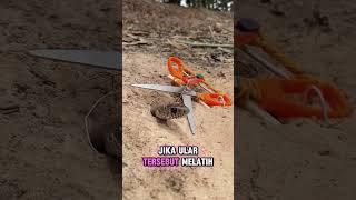 Perangkap Ular Liar Langsung Wajib Ketangkap #animaltrap #animals #birdtrap