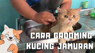 GROOMING KUCING JAMURAN