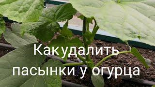 Как удалить пасынки у огурца | Супер шпаргалка