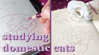 Studying Cat Anatomy in Colour Pencil Draw With Me Sketchbook Session Domestic Cat Skull Replica