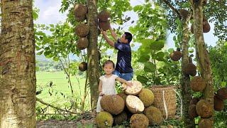 Harvesting giant ripe jack fruit goes to the market sell and Buy things for your baby/XuanTruong