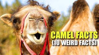 Camel  (10 FACTS You NEVER KNEW)