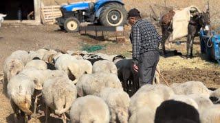 KOYUNCULUK BÖYLE YAPILIRSA ÇOK PARA KAZANIR ~ EVİMİ TARLAMI BU KOYUNLAR SAYESİNDE ALDIM