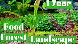 Front Yard Food Forest Landscape | 1 year update