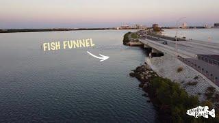 Tampa Bay Bridge Fishing for Saltwater GIANTS (Tampa Bay/Clearwater Causeway)