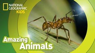 Army Ant  | Amazing Animals