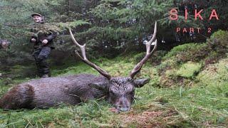 Sikajagt i Irland - part 2  / Sika deer hunting in Ireland - part 2