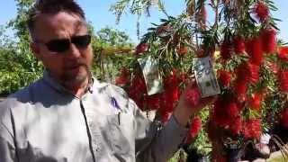 Civano Nursery - Greenback Tree