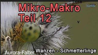 Micro Macro Teil 12: Wanzen und Schmetterlinge!