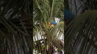 Macaw parrot  Srilanka පොල් වතුර බොනවා 