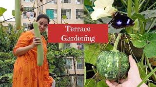 Harvesting Of Organic Vegetables From Rooftop Terrace Garden |Organic Vegetables Harvest