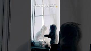 Цуми и Сильвер#питомцы #cat #кот #котики #тренды #ностальгия #домашниеживотные #рек #милота #юмор