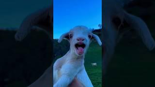 Preety Goat Kid Calling Mama ️#viralshorts #kids