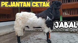 MAMPU MENCETAK KAMBING SPEK KONTES ~ JABAL KAMBING PEJANTAN CETAK DI KNDANG GRAHA ETAWA FARM NGANJUK